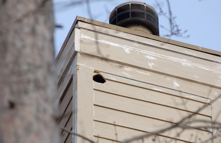 Woodpecker Hole in Wood Siding